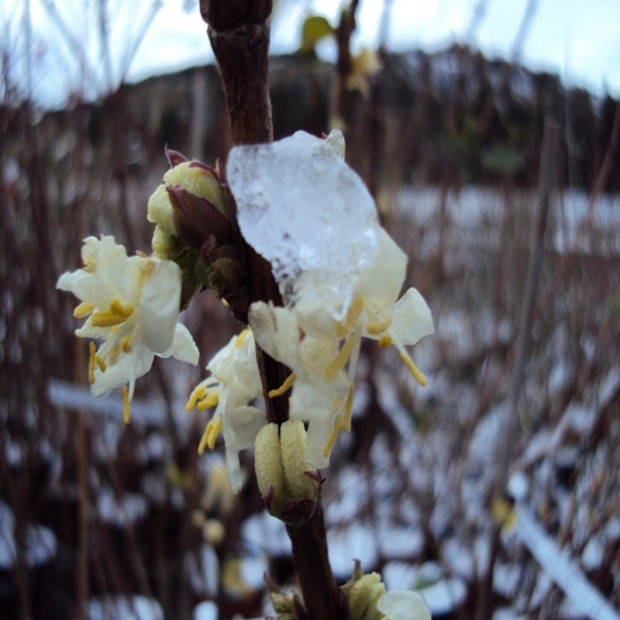 LONICERA fragrantissima