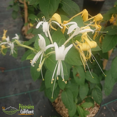 LONICERA japonica Halls prolific