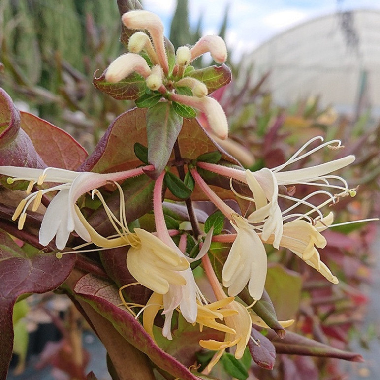 LONICERA japonica Var. chinensis