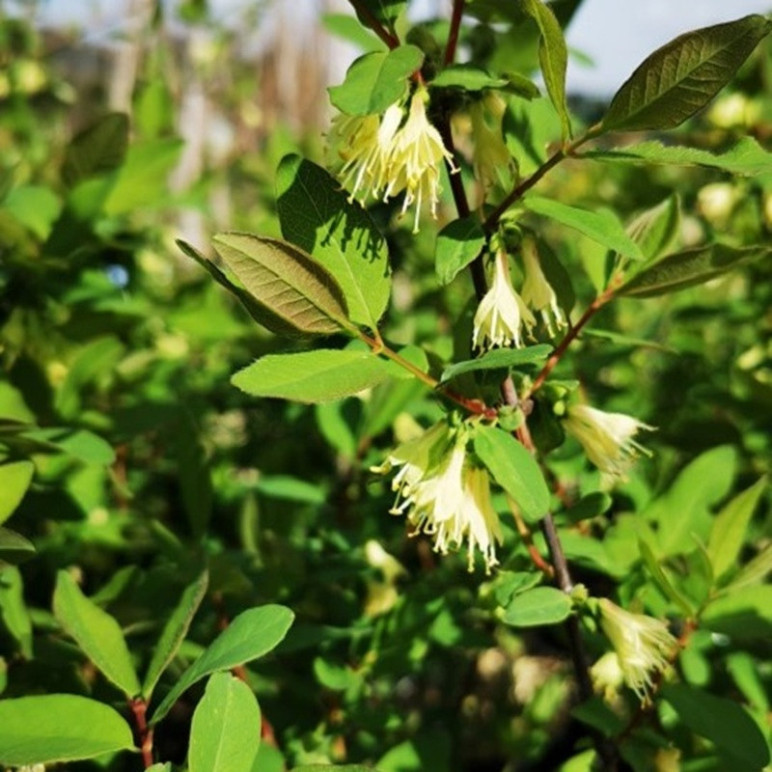 LONICERA kamtschatica Zojka