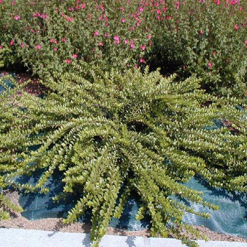 LONICERA pileata Moss green