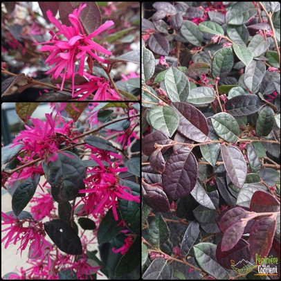 LOROPETALUM chinensis Fire dance