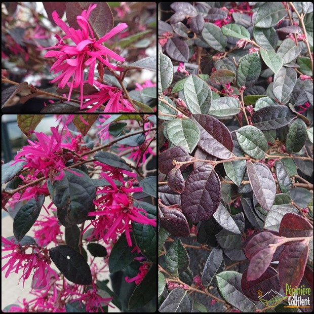 LOROPETALUM chinensis Fire dance