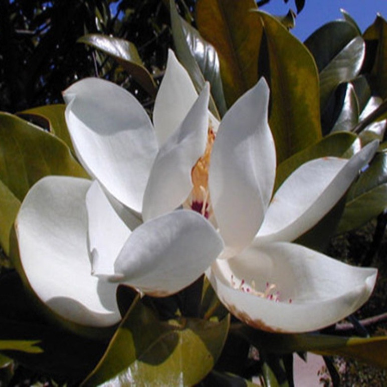 MAGNOLIA grandiflora Ferruginea