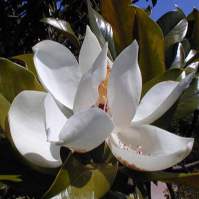 MAGNOLIA grandiflora Ferruginea