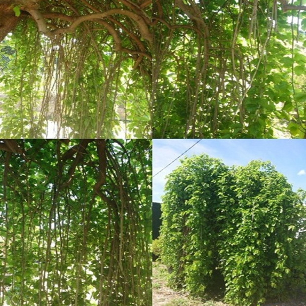 MORUS alba Pendula