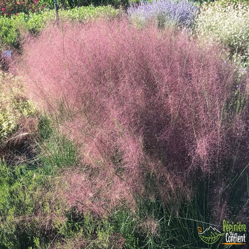 MUHLENBERGIA capillaris MUHLENBERGIA capillaris