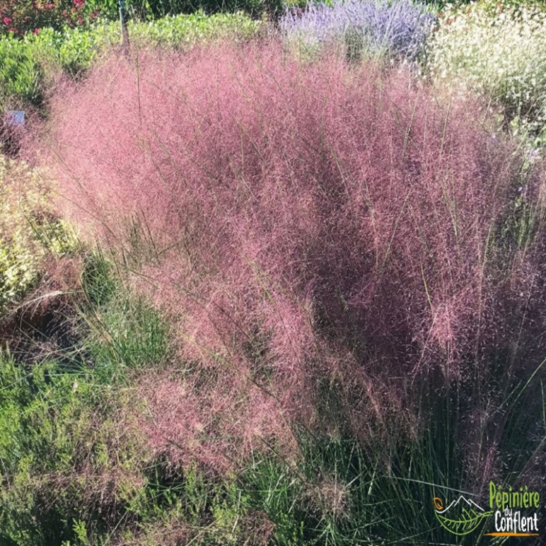 MUHLENBERGIA capillaris