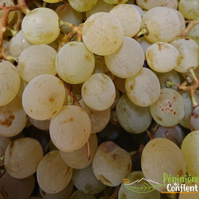 VITIS vinifera Muscat d\'alexandrie (vigne)