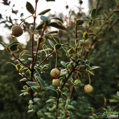 MYRTUS communis Flambeau