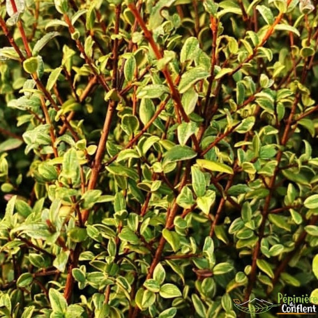 MYRTUS communis Flambeau