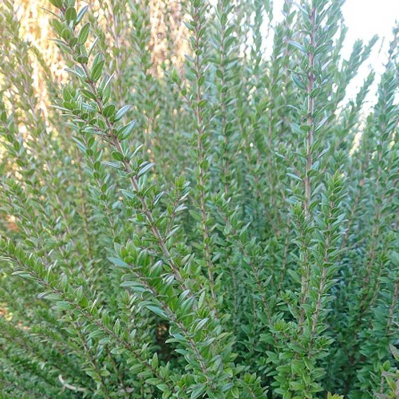 MYRTUS communis Tarentina MYRTUS communis Tarentina