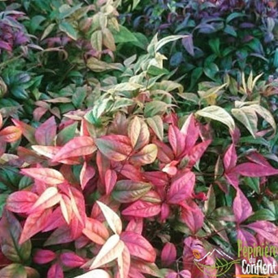NANDINA domestica Fire power