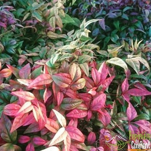 NANDINA domestica Fire power