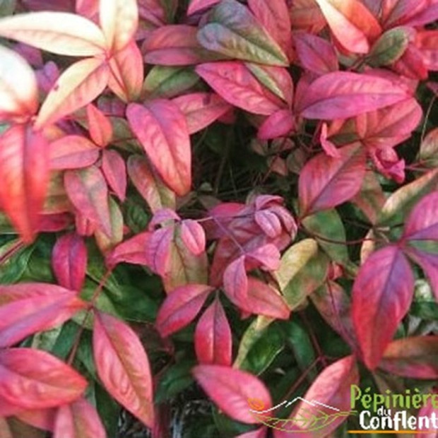 NANDINA domestica Fire power