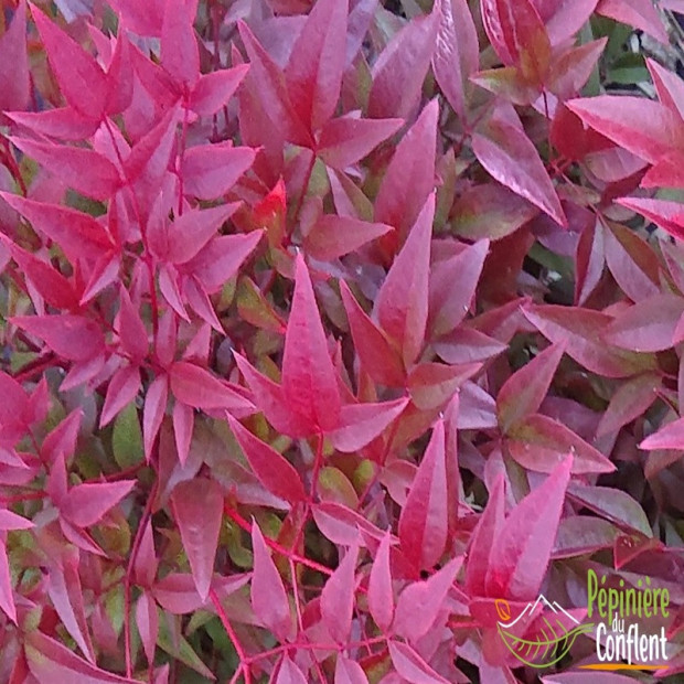 NANDINA domestica Obsessed