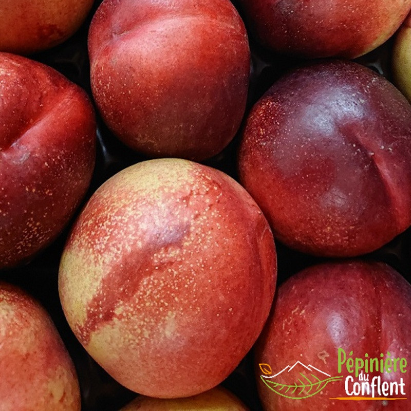 PRUNUS persica Morton (nectarine)