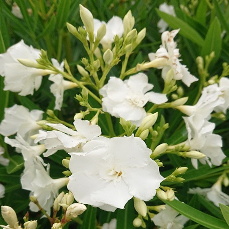 NERIUM oleander Album plenum