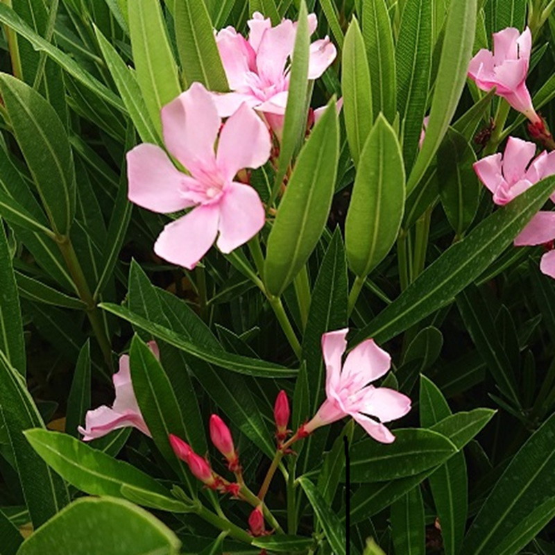 NERIUM oleander Atlas NERIUM oleander Atlas