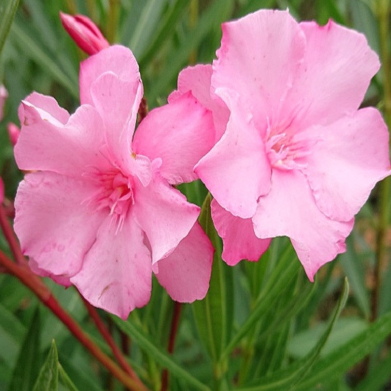 NERIUM oleander Cavalaire