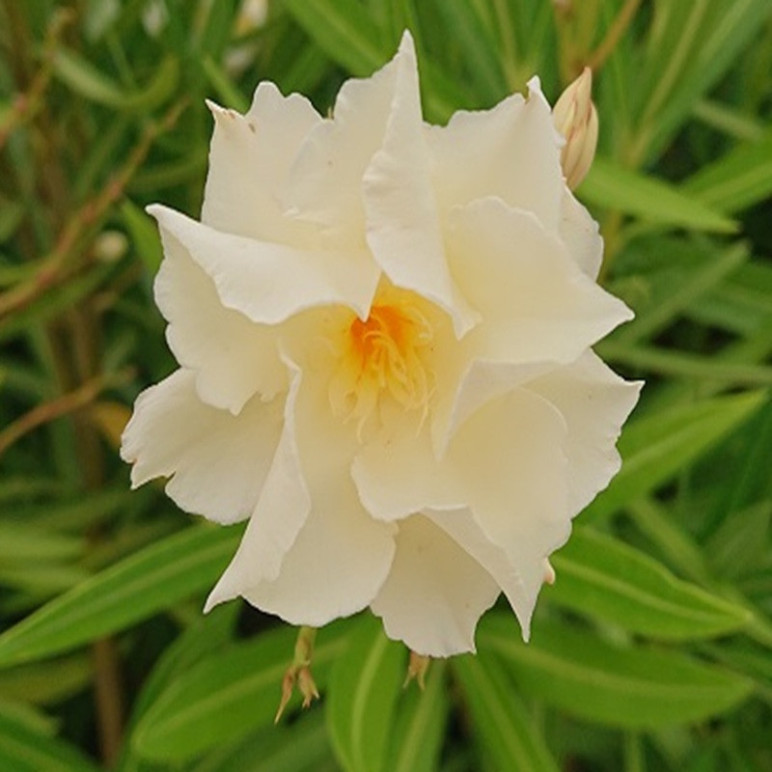 NERIUM oleander Luteum plenum