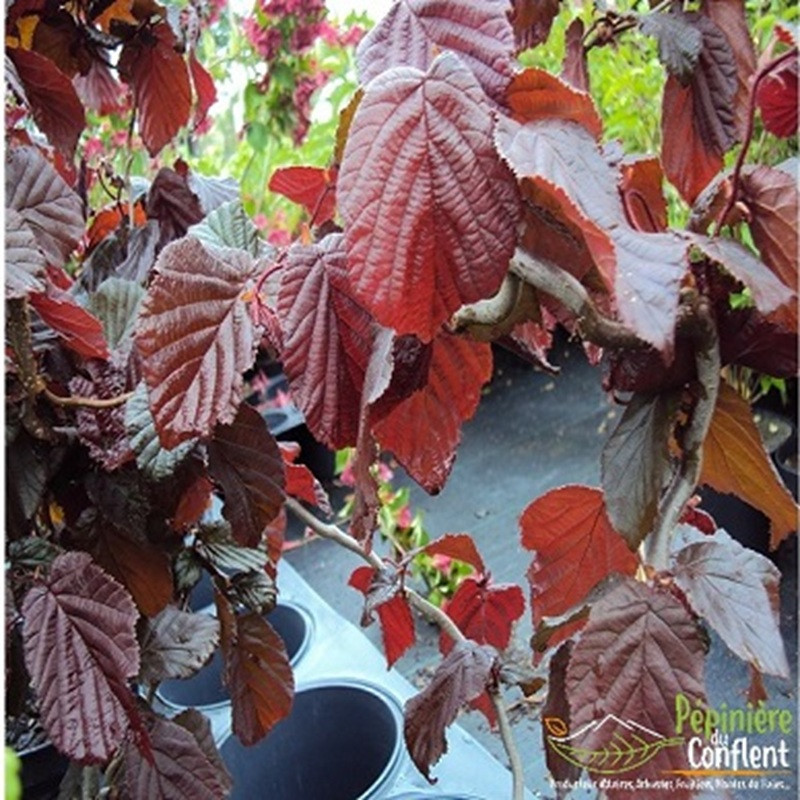 CORYLUS avellana Red majestic CORYLUS avellana Red majestic