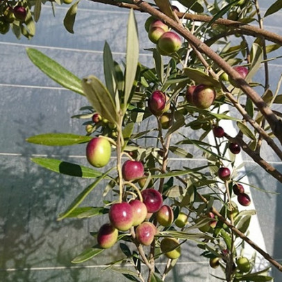 OLEA europaea Cipressino