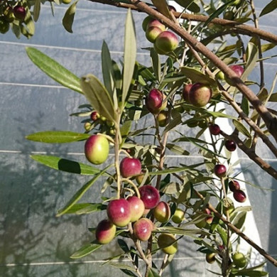 OLEA europaea Cipressino