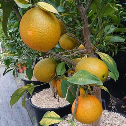 CITRUS sinensis Navel (oranger)