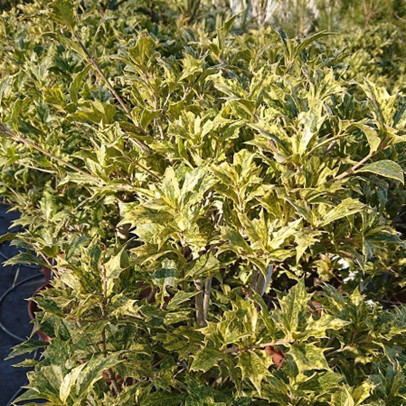 OSMANTHUS heterophyllus Goshiki