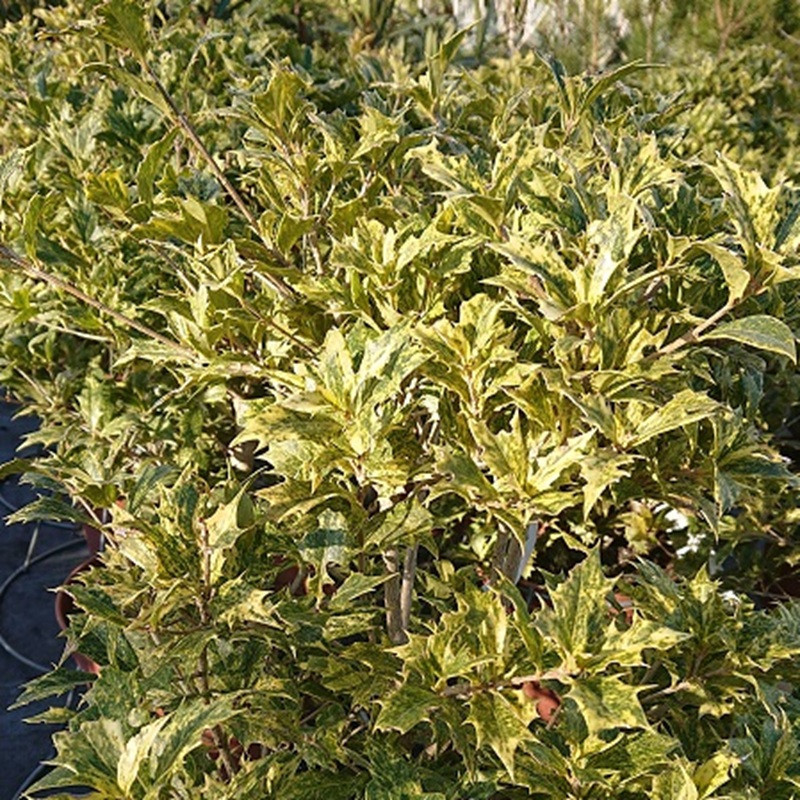 OSMANTHUS heterophyllus Goshiki