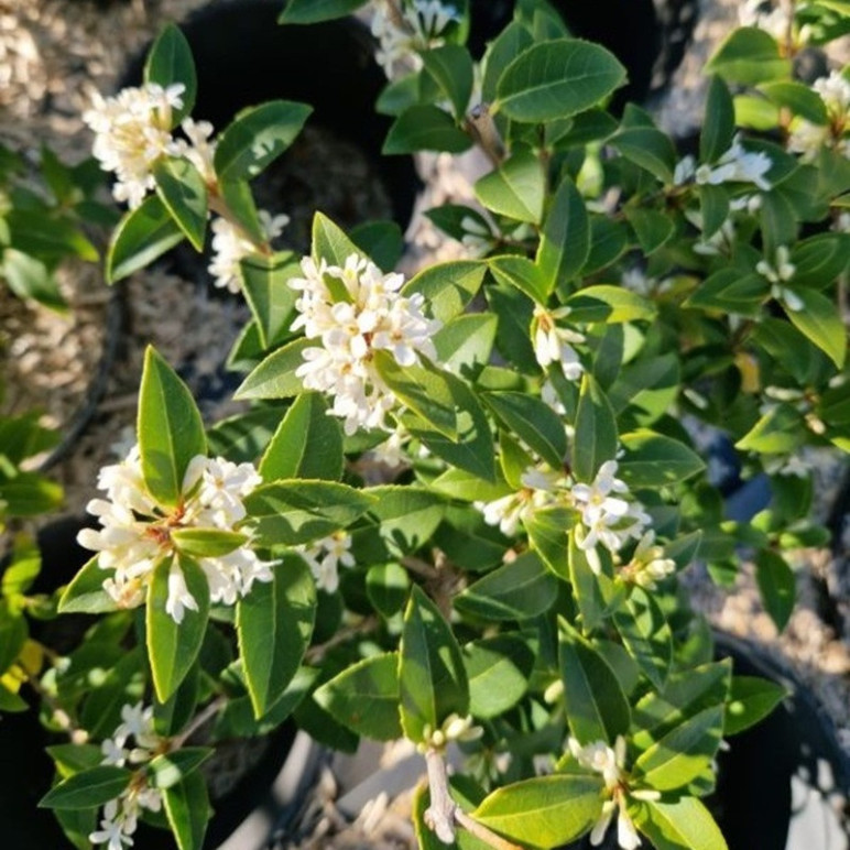 OSMANTHUS x burkwoodii