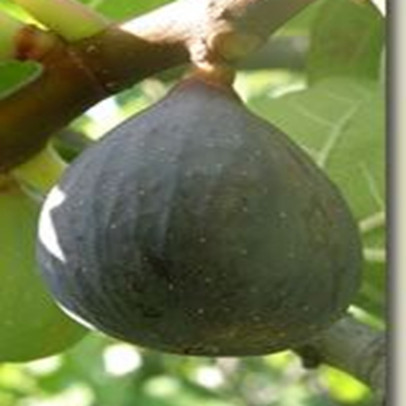 FICUS carica Sultane (figuier)
