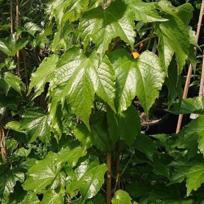 PARTHENOCISSUS tricuspidata Veitchii robusta