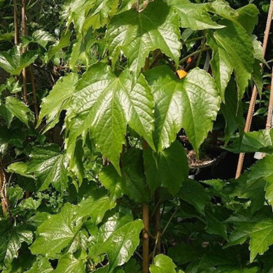 PARTHENOCISSUS tricuspidata Veitchii robusta