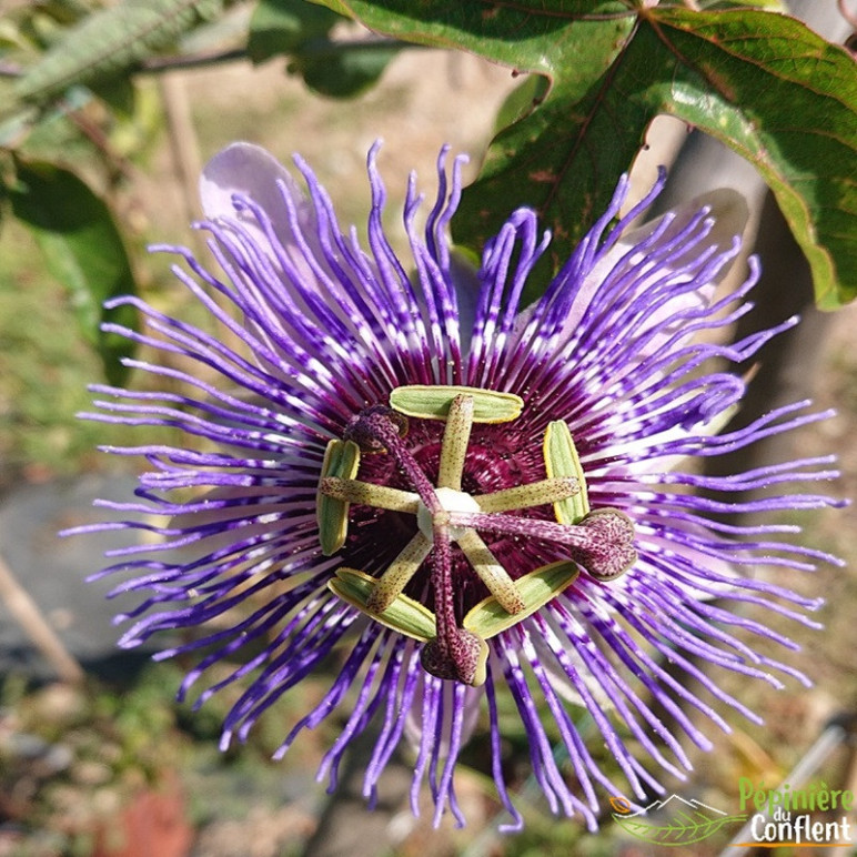 PASSIFLORA  Purple haze