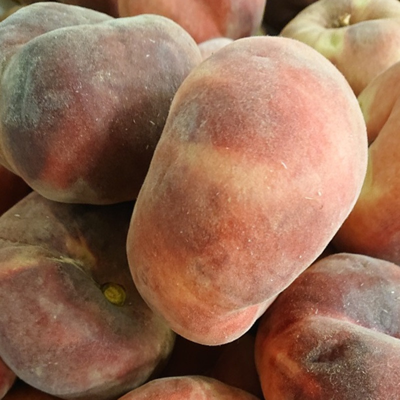 PRUNUS persica Peche plate blanche