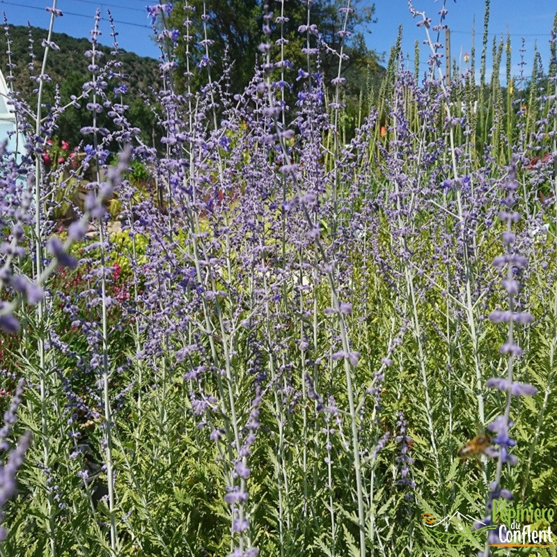 PEROVSKIA atriplicifolia Blue spire