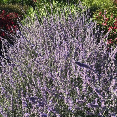 PEROVSKIA atricifolia Little spire