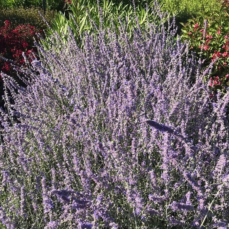 PEROVSKIA atricifolia Little spire