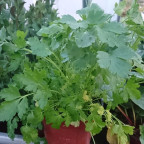 PETROSELINUM sativum ( persil plat ) PETROSELINUM sativum ( persil plat )