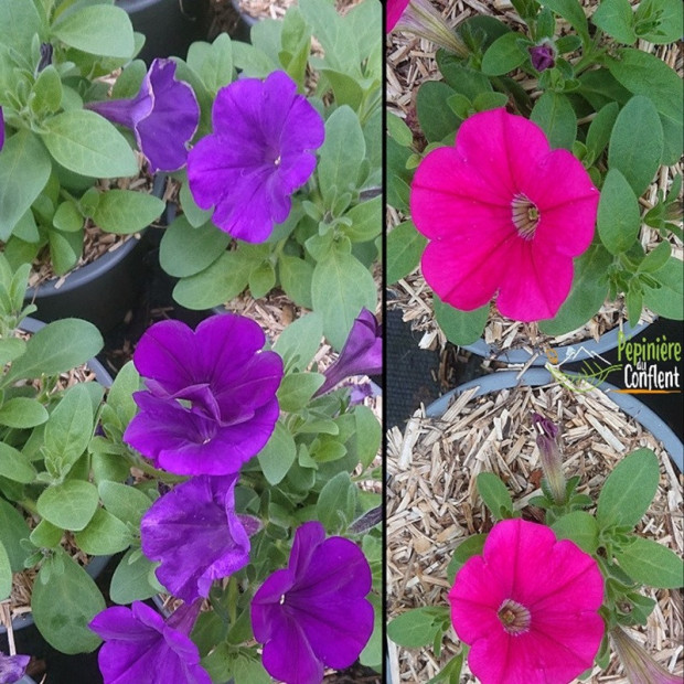 PETUNIA / SURFINIA  Vari&eacute;s