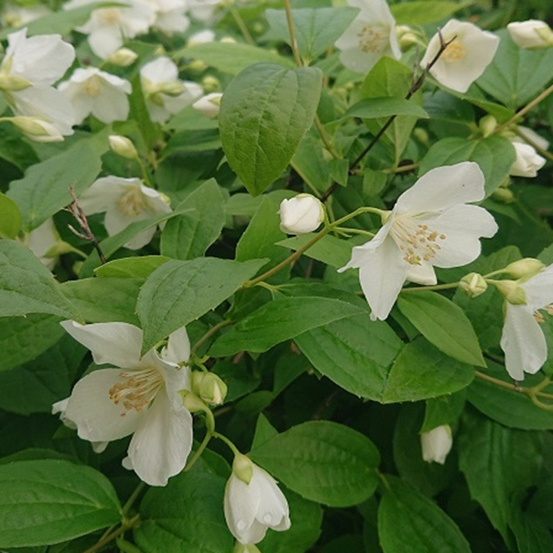 PHILADELPHUS coronarius