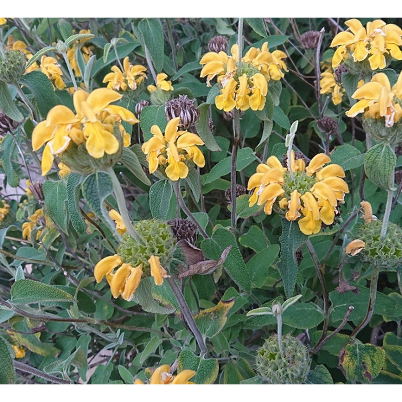 PHLOMIS fruticosa Le sud PHLOMIS fruticosa Le sud