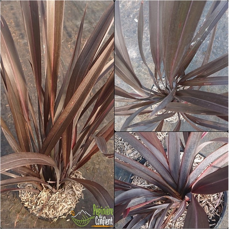 PHORMIUM tenax Black velvet PHORMIUM tenax Black velvet