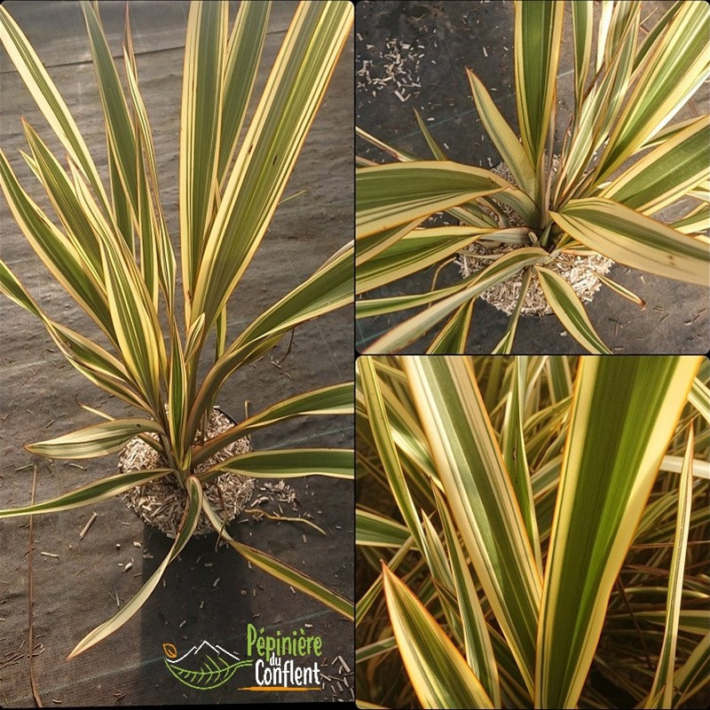 PHORMIUM x Golden ray PHORMIUM x Golden ray