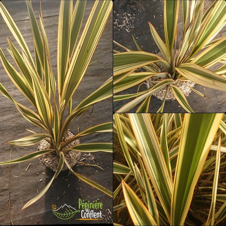 PHORMIUM x Golden ray