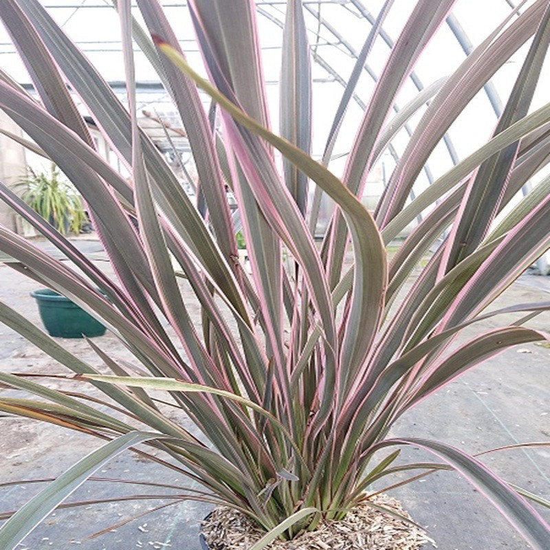 PHORMIUM tenax Pink strip
