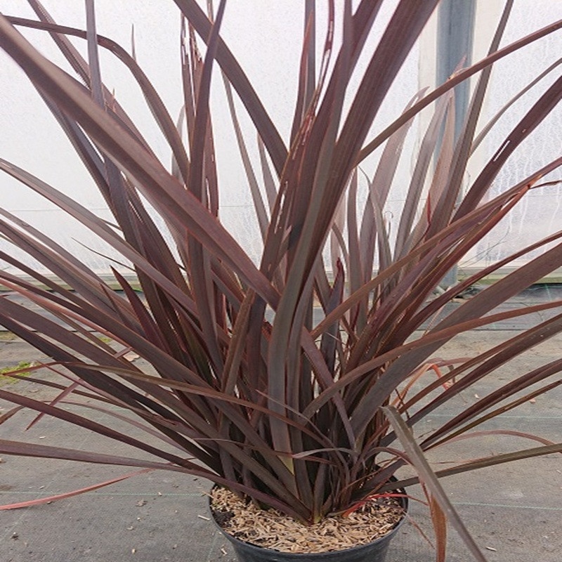 PHORMIUM x Amazing red