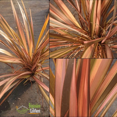 PHORMIUM tenax Flamingo